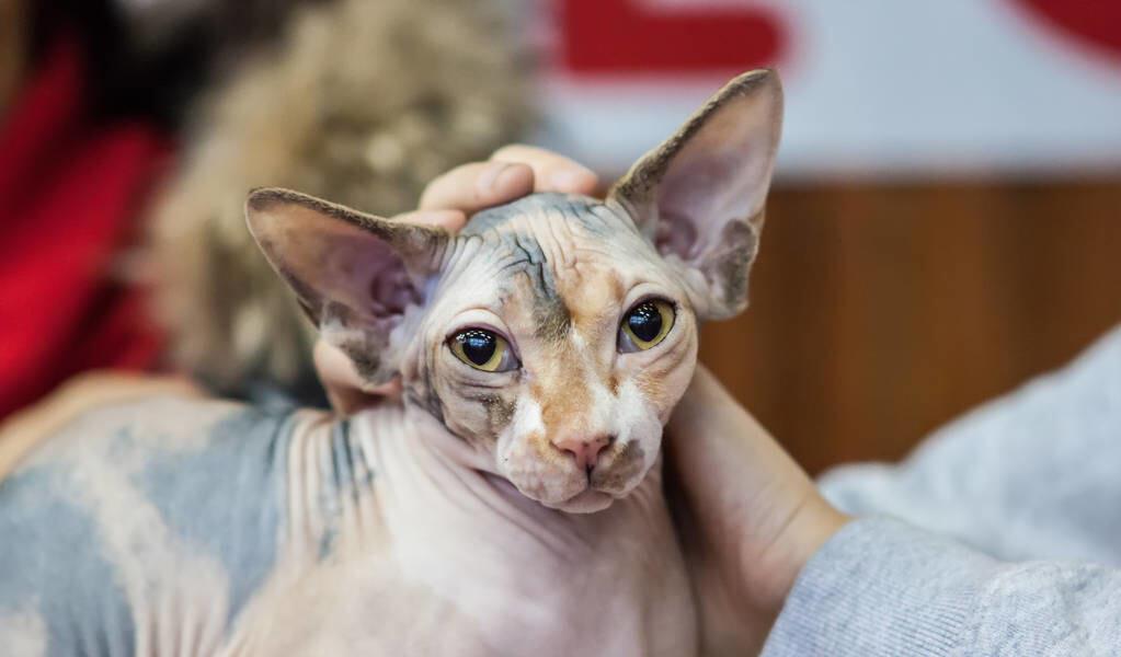 独立|假如上帝免费送你一只猫，这6种猫，你会选谁？