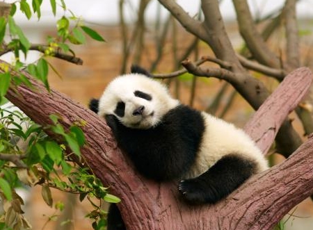 动物咬合力排名_咬合力第一的动物(2)