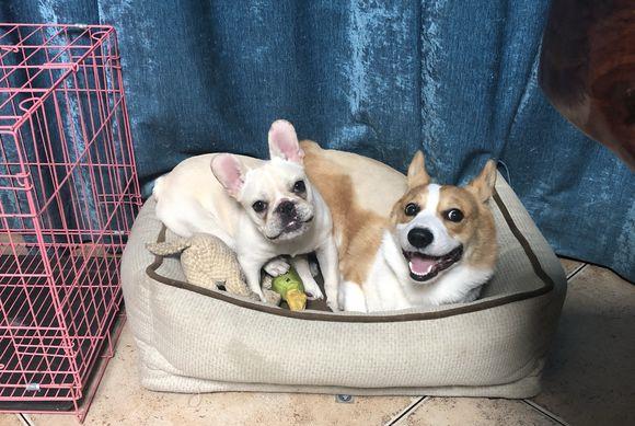 伴儿|主人觉得柯基自己在家无聊，给它找了伴儿，汪：心情大好！