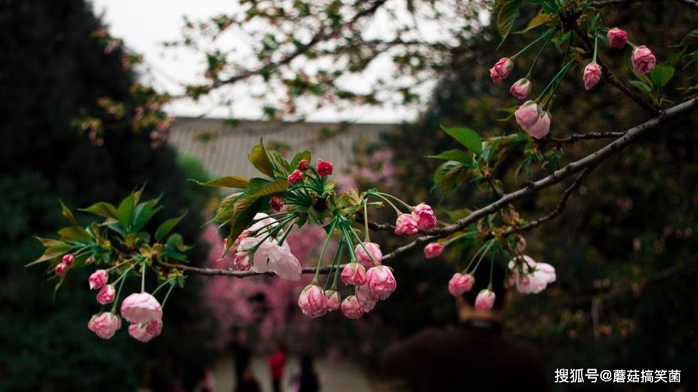 樱花一舞倾满城，青龙寺花期即将到来，再过半月就梦回长安了