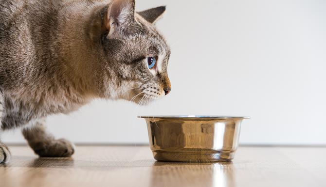 营养素|自制猫饭有风险!科学家检查了超百种食谱得出的结论