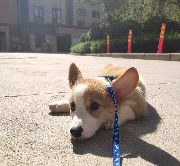 小狗|小柯基就是网友的“开心果”，看到能忘掉所有不开心的事