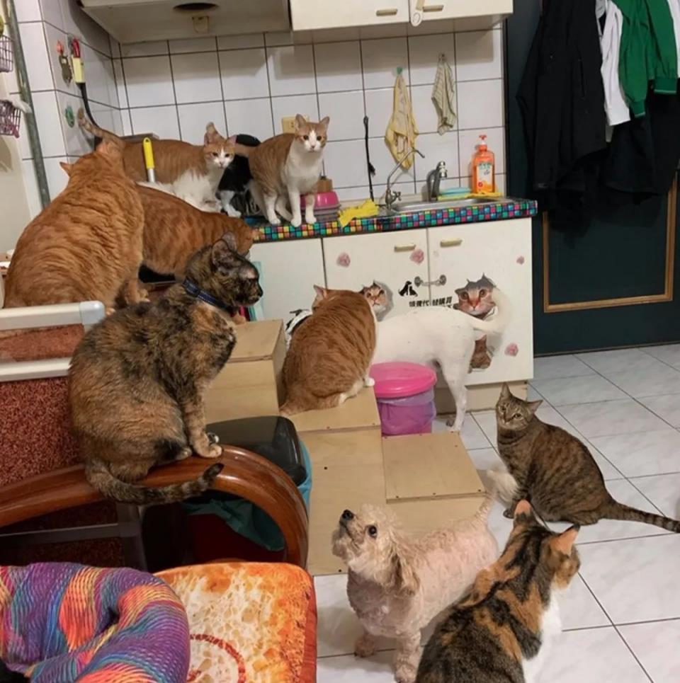 什么|主人究竟做了什么？竟让家里17只猫狗瞬间聚集来“讨债”