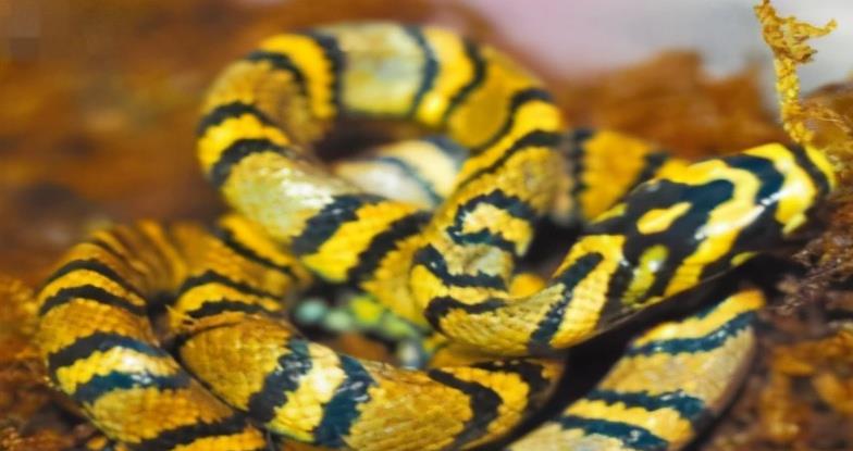 我国16种锦蛇 美丽而且无毒 捕蛇高手功效大 毒蛇