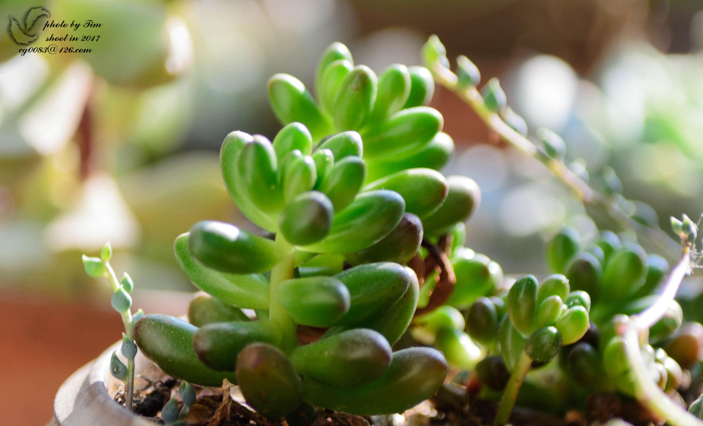 多肉叶插不要太随意,这种叶片不要选,不然白费力气还不活