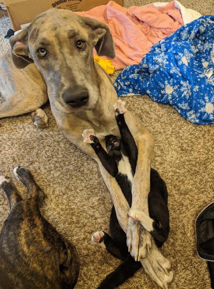 什么|像人类一样去互动,这些可爱的小动物简直成精啦