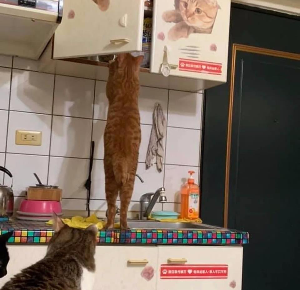 什么|主人究竟做了什么？竟让家里17只猫狗瞬间聚集来“讨债”