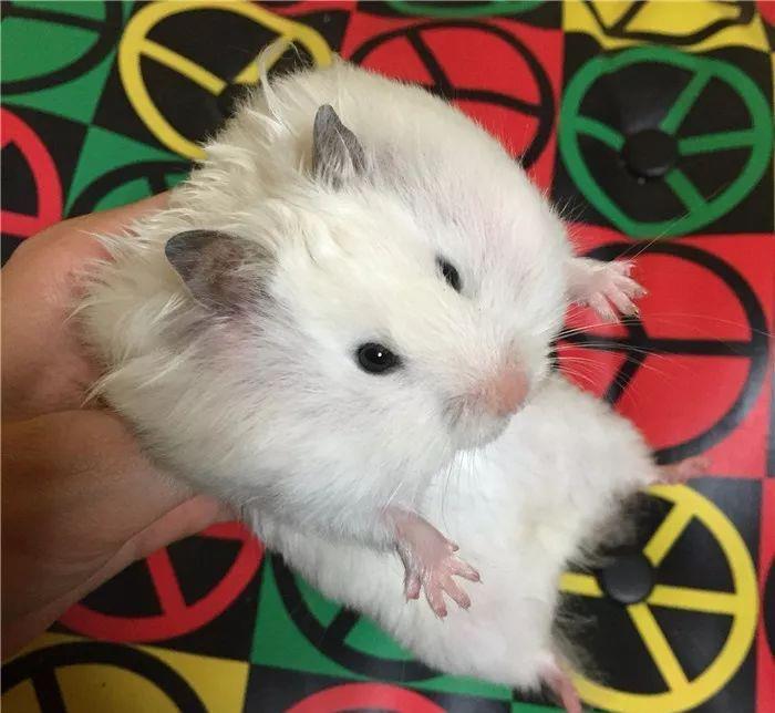 什么|日本网友晒“仓鼠”萌照圈粉，满屏圆滚滚，太可爱了