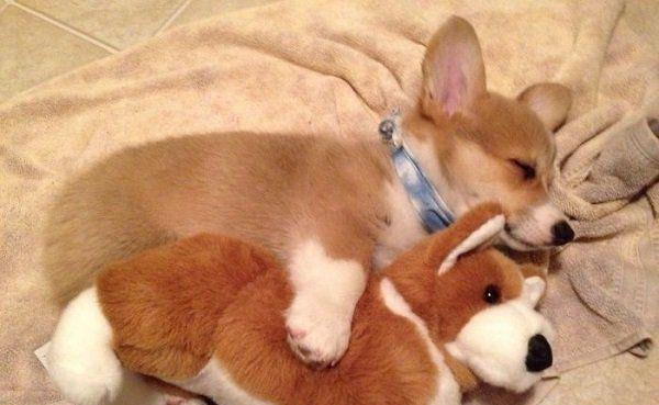 小汪|最容易跟宝宝达成共识的原来是狗