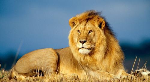 动物凶猛排名_凶猛动物图片