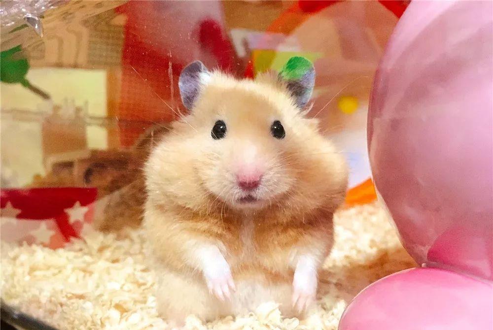 什么|日本网友晒“仓鼠”萌照圈粉，满屏圆滚滚，太可爱了