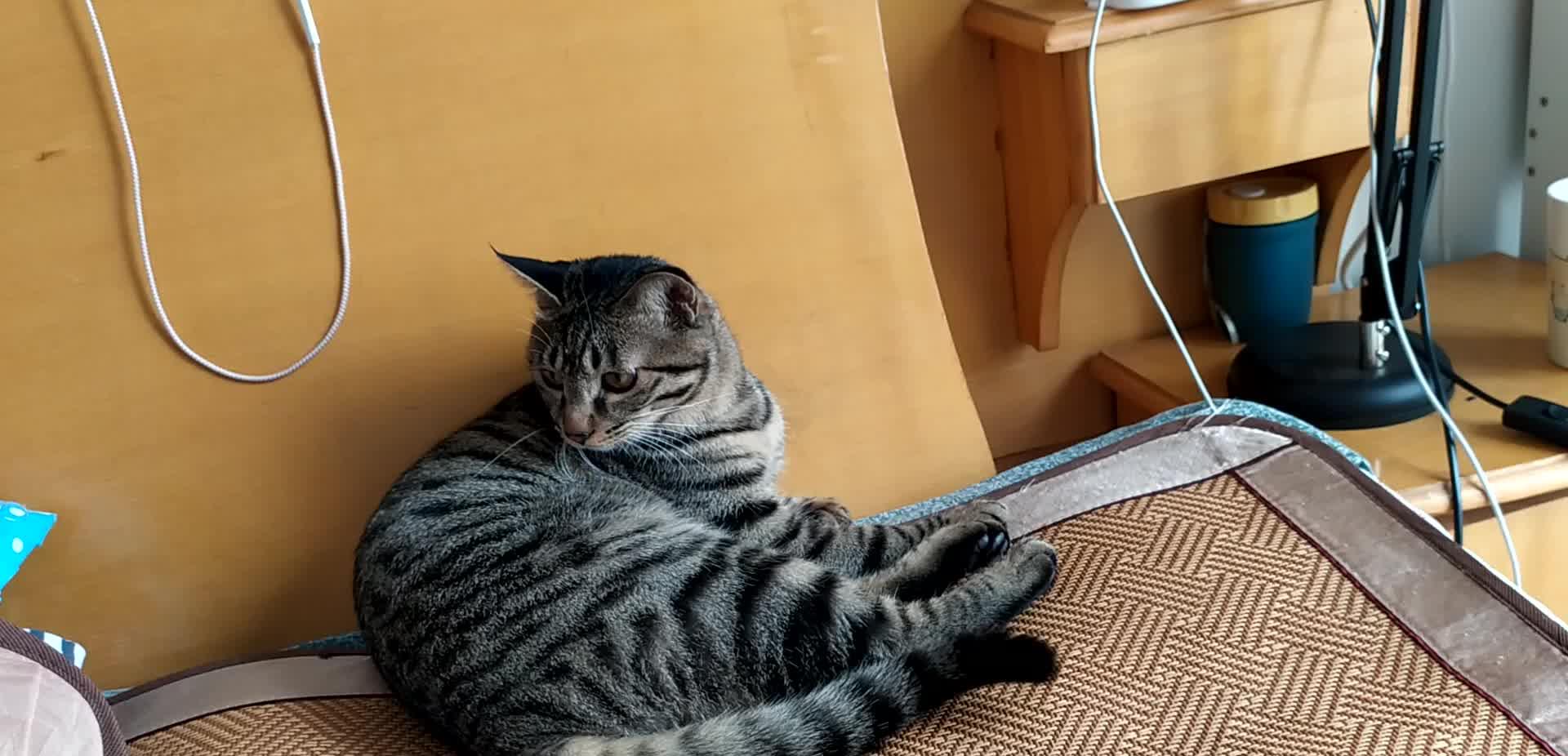 因为|为什么猫咪在你刚回家以后会特别黏你，一会儿就不行了呢