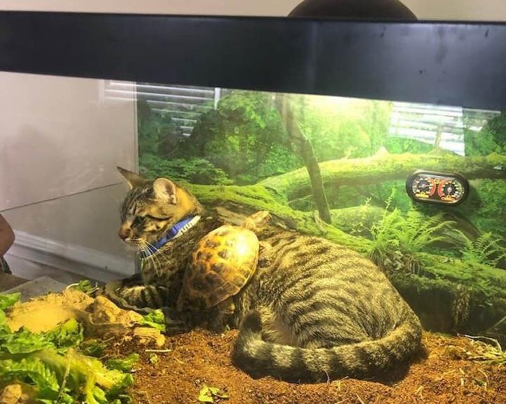 什么|像人类一样去互动,这些可爱的小动物简直成精啦