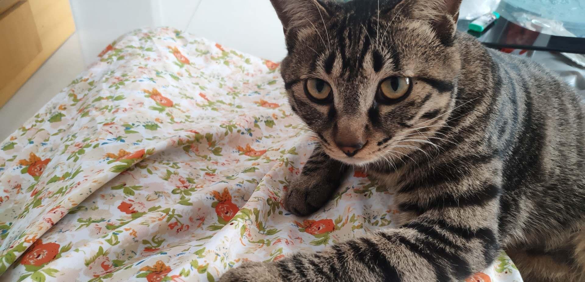 因为|为什么猫咪在你刚回家以后会特别黏你，一会儿就不行了呢