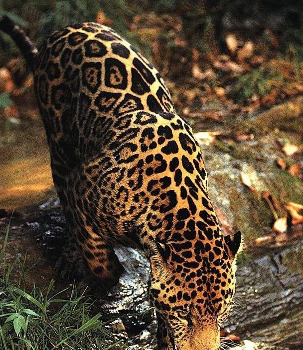 动物咬合力排名_咬合力第一的动物(2)