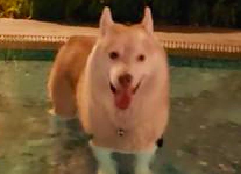 因为|大长腿的哈士奇下泳池后，腿马上就短了一截，二哈秒变柯基了？