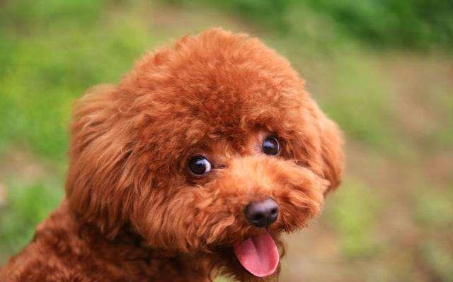 寿命|想让泰迪寿终正寝,就不要惯着它们乱吃东西,不然泰迪容易短命