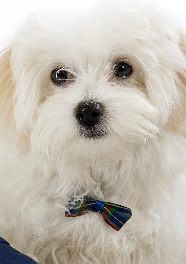 都经|想要养好比熊犬,保持干净是关键,多陪它玩是重点