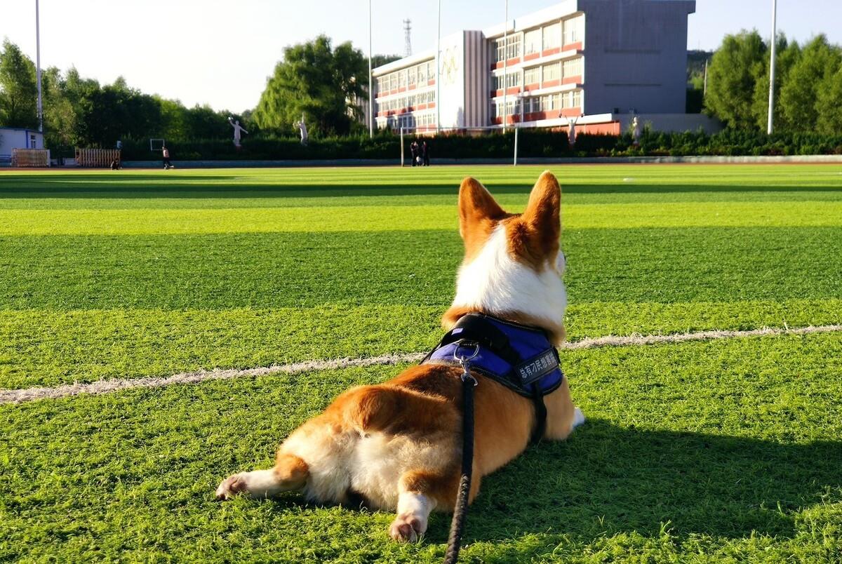 治愈|为什么柯基大受欢迎,原因都在这里