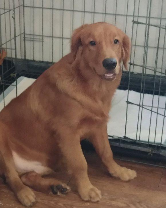 智商|主人的早餐不见了,金毛犬不承认,说它还不高兴了