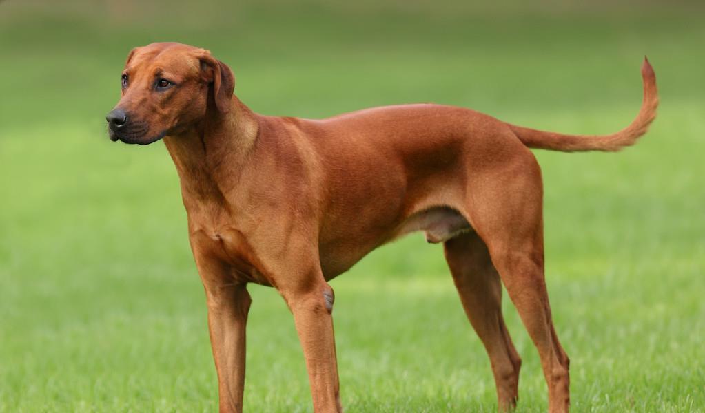 世界名犬大全（十），你想知道的狗狗这里都有