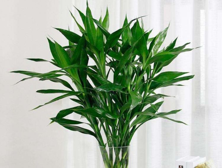 富贵竹怎么养才不枯萎 0738061f19db4ec79bddf7e400af27cc.jpeg