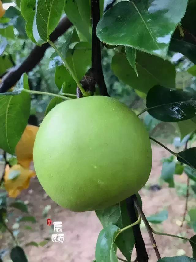 辰颐物语翠玉梨:天然矿泉水 口感清甜,果肉细腻,汁水丰富