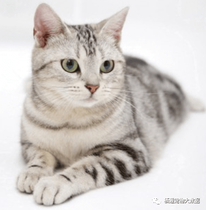 美国|猫咪食欲不振可能是他有小脾气啦!不同猫咪的性格养猫人必看!