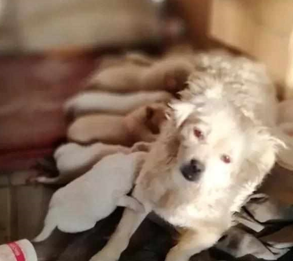 怎么看小狗有没有断奶 d01b24ba614c42f3bfb6a43d0730494f.jpeg