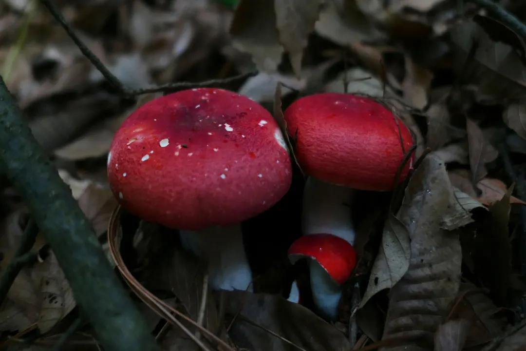 這種野生蘑菇的傘面是鮮豔的紅色,非常亮眼,菇腿卻是雪白色,對比非常