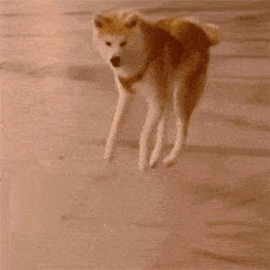 13497f7944524024b0b369cd1209a403.gif
