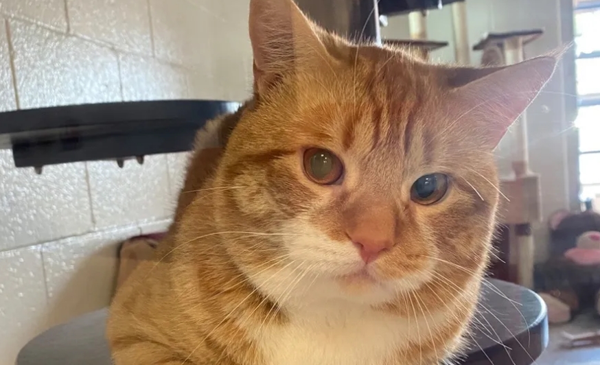 小猫怎么给它加食物 aeda092458d6497fb12e28f674afb35c.jpeg