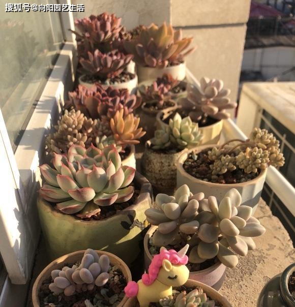 夏天的多肉 该怎么浇水 叶子都褶皱了 适当淋雨 不浇水最好 方式