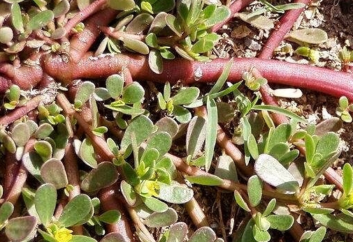 化妆品|常吃4物，皮肤红润滑又嫩，胜过任何化妆品，皮肤水灵越来越漂亮