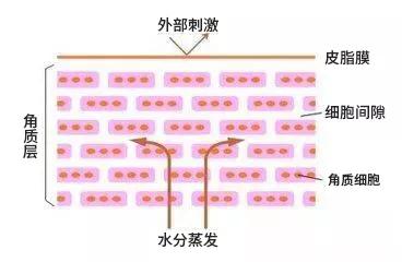 问题|炎炎夏日，肌肤外油内干该怎么办？