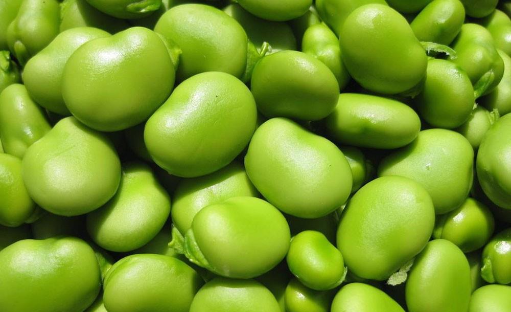 今年什么时间种蚕豆好 9379ad2127524b0fafd4a52290c08b0b.jpeg