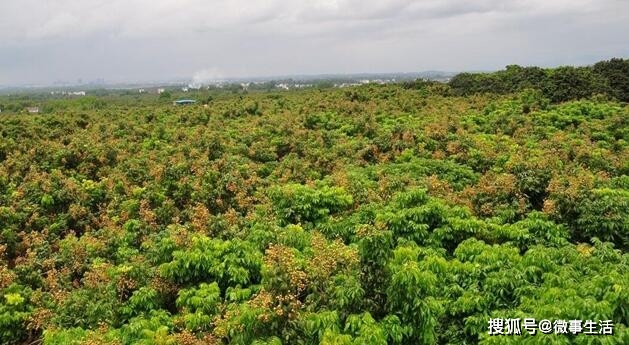 7月底相约在广西平南,打卡富硒石硖龙眼节