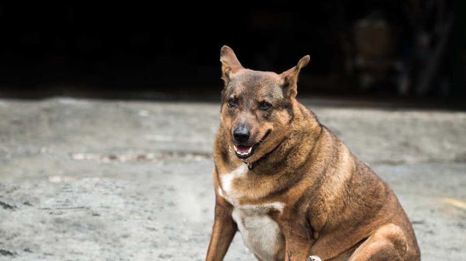 做法|很多养狗人，都不知道这六种做法，对狗的危害有多大！