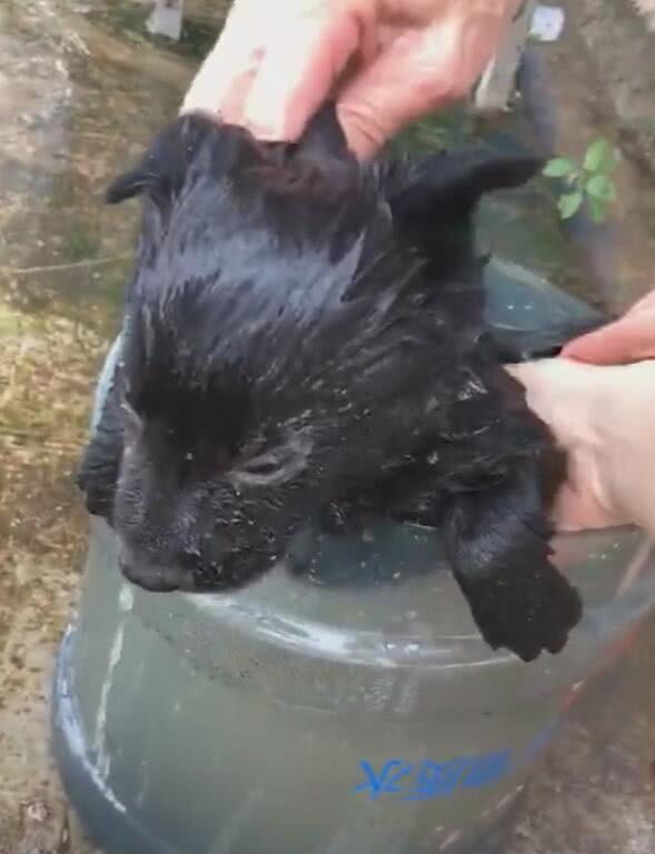 小土狗第一次洗澡, 害怕想逃, 主子揪狗子耳朵拚命潑水! 萌趣萌寵 第4张