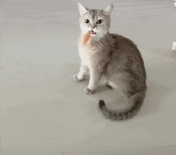 网友介绍它家的猫咪就有偷吃行为,趁着网友做菜的时候不注意,直接偷一