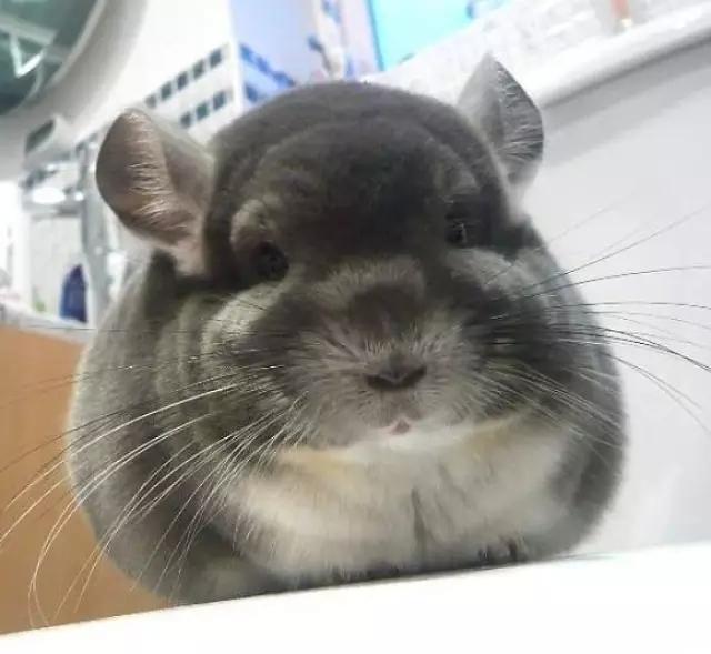 龙猫|比圆, 谁比的过龙猫