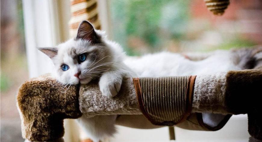 因为|柯基咬住布偶猫的尾巴, 大哥你知道你这一口值多少钱吗