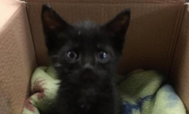 小黑猫是什么表情 2f8fcca2b4c2449299e786291d4c8b03.jpeg