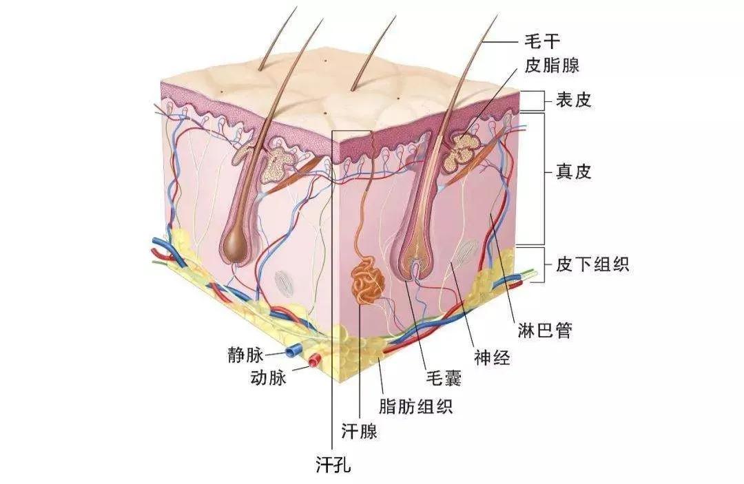 治疗|轻松一招|拒做女“汗”子，拯救夏日尴尬