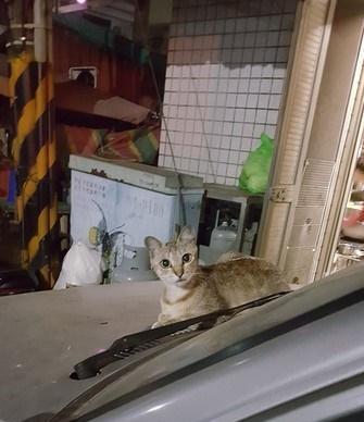 因为|浪猫每天凌晨3点准时来组团吃早餐