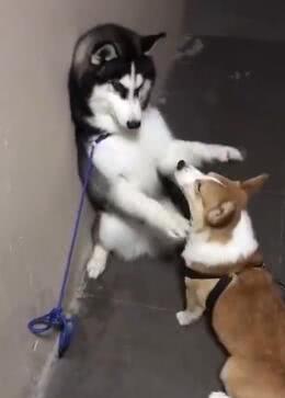 兄弟|二哈打架没赢过, 吵架没输过, 却被短腿柯基给办了