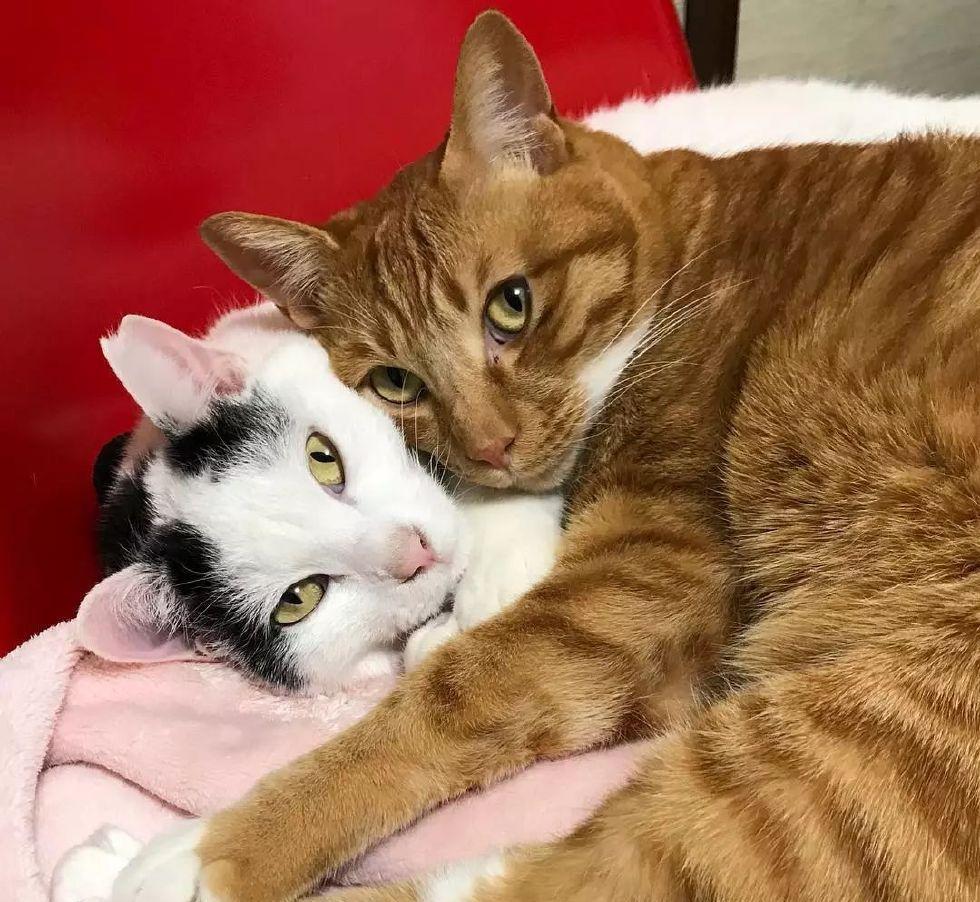 主权|看着这两只猫抱在一起睡觉的样子, 简直是甜死我了