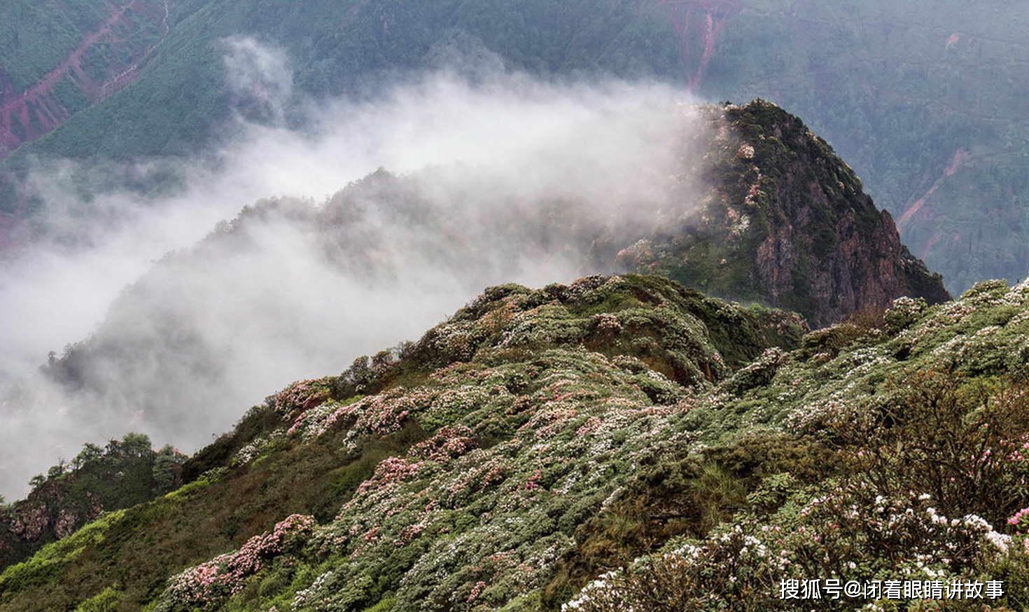 陕西海拔最高的花海，高度比华山还高，花期持续近3个月