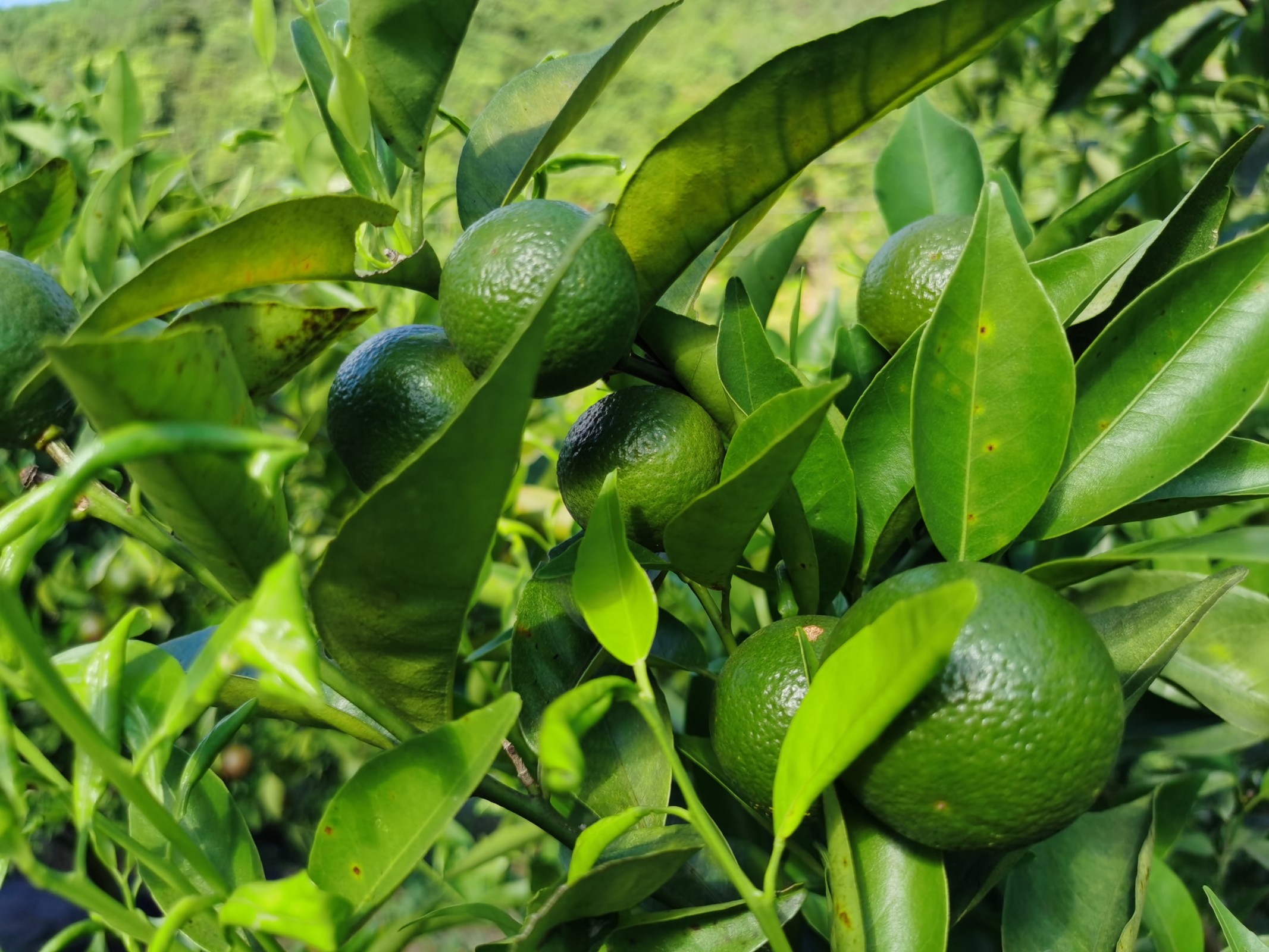 橘园千里来相会—薪火启航社会实践队