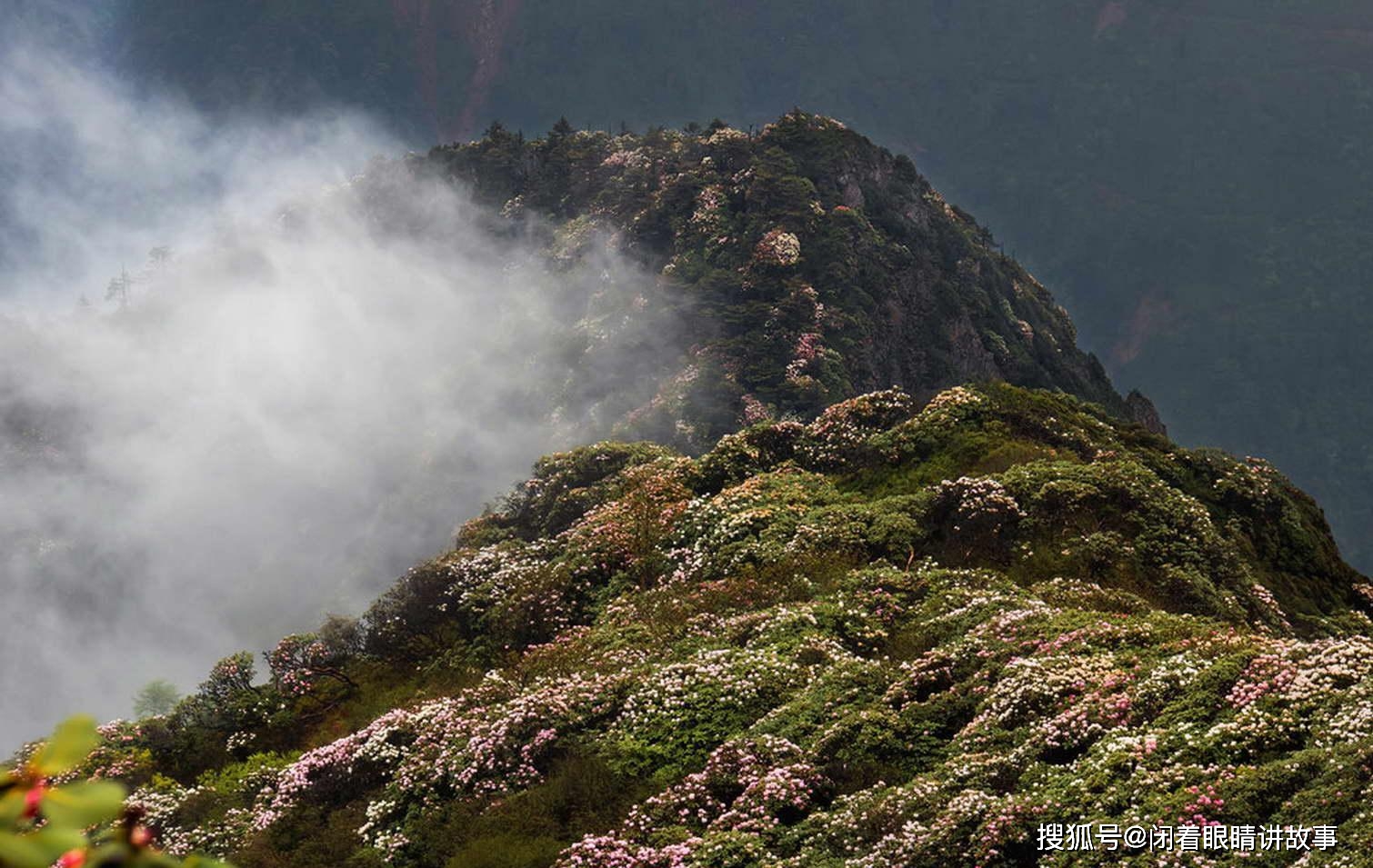 陕西海拔最高的花海，高度比华山还高，花期持续近3个月